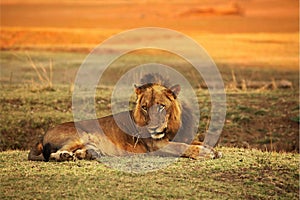 A Lion male Panthera leo lying on the green grass