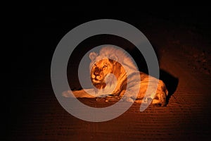 A Lion male Panthera leo lying on the road in dark night