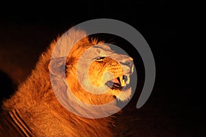 A Lion male Panthera leo lying and roaring in the dark night