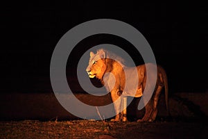 A Lion male Panthera leo staing in dry grassland and looking for the rest of his pride in dark night. Lion male is roaring