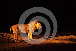 A Lion male Panthera leo standing in dry grassland and looking for the rest of his pride in dark night