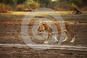 A Lion male Panthera leo walking across the dry grassland