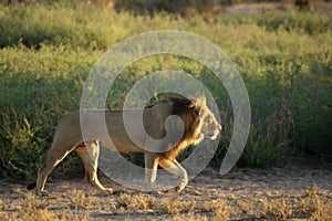 Lion male Panthera leo walking in Kalahari desert and looking for the rest of his pride.