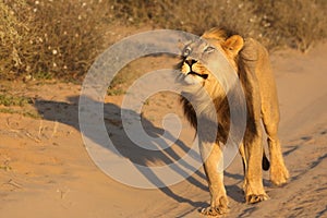 Lion male Panthera leo walking in Kalahari desert and looking for the rest of his pride.