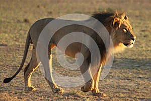 Lion male Panthera leo walking in Kalahari desert and looking for the rest of his pride.