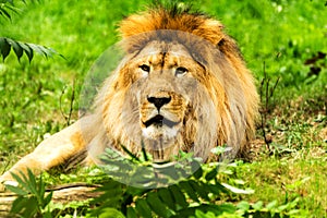 Lion male. Panthera leo.