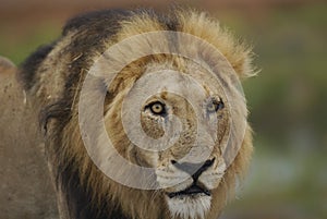 Lion male portrait in Kruger Park in South Africa photo