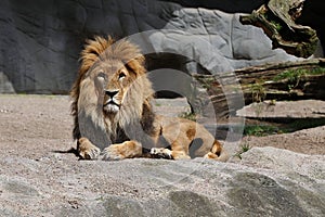 Lion male on the rocky place in the captivity