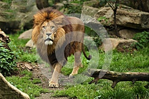 Lion male on the rocky place in the captivity.