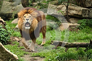 Lion male on the rocky place in the captivity