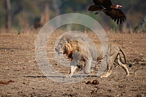 Lion male running to scare a hooded vulture away