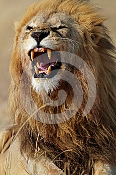 Lion male showing teeth, Serengeti