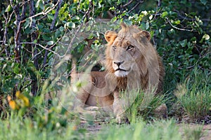 Lion male in Timbavati