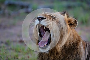 Lion male in Timbavati