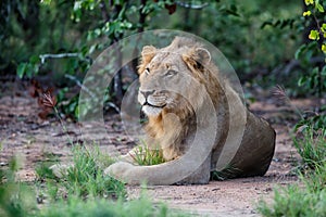 Lion male in Timbavati