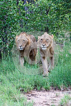 Lion male in Timbavati