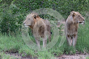 Lion male in Timbavati