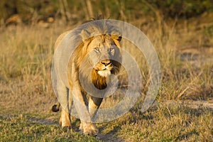 Lion male walking in road