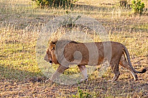 Lion male who walks on the savannah in Masai Mara, Africa