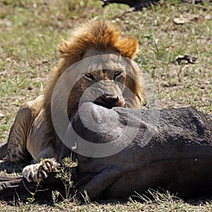 Lion male with wildebeest kill, Serengeti