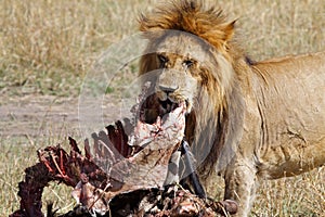 Lion male with zebra kill