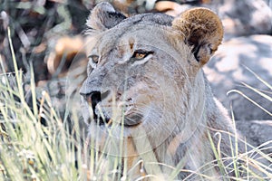 Lion without a mane Botswana Africa safari wildlife