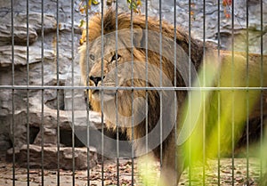 Lion with a mane in a cage.