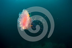 Lion' mane jellyfish under water in sea of japan