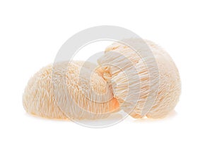 Lion mane mushroom isolated on white background