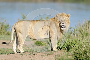 Lion at Mara River