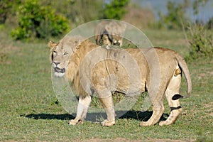 Lion at Mara River