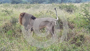 Lion marking his teritory, he wants no other male around his area