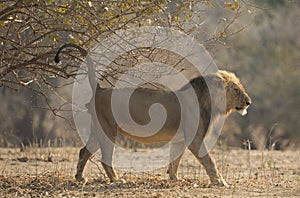 Lion marking his territory