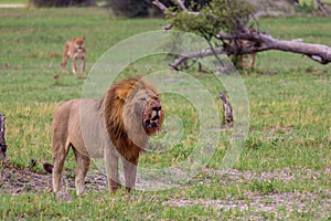 A lion marks its territory. photo