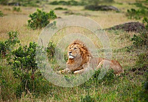 Lion on the Masai Mara