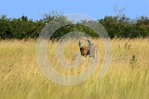 Lion Masai Mara