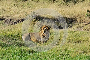 Lion Masai Mara