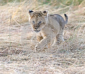 Lion Masai Mara