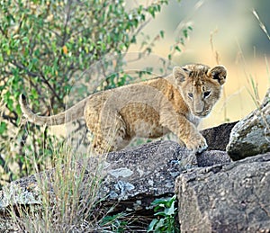 Lion Masai Mara