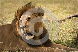 Lion Masai Mara