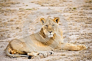 Lion Masai Mara Kenya