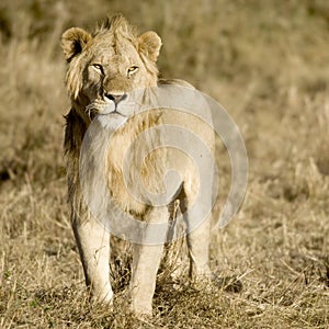 Lion Masai mara Kenya