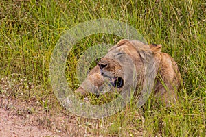 Lion in Masai Mara National Reserve, Ken