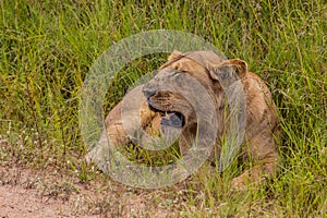 Lion in Masai Mara National Reserve, Ken
