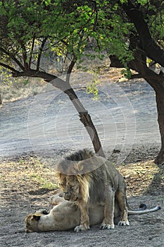 Lion mating with a lioness. This enchanting moments. Lions mating and before, during and after
