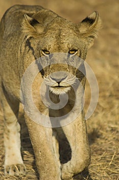 Lion in Mikumi National Park, Tanzania