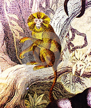 Scimmie antico un libro da gli animali secondo  1880 