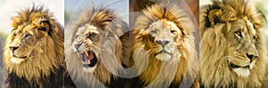 Lion Moods Portrait