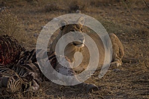 Lion in morning sun Namibia