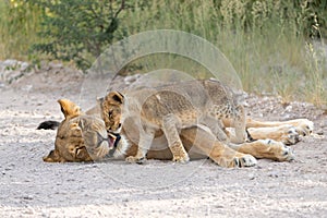 Lion mother with cub in Etosha National Park in Namibia.